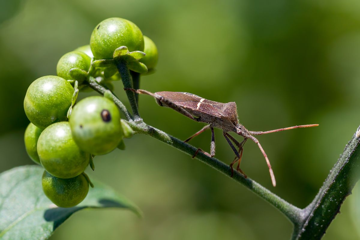 A leaf-footed bug climbing on a plant stem