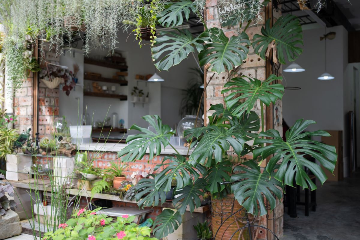 A tall Swiss cheese plant on an outside patio