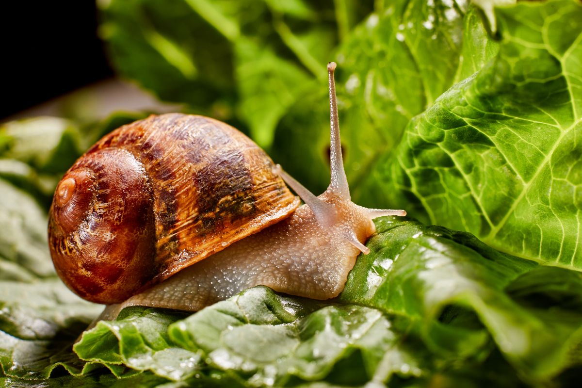 A slug crawling across a vegetable leaf, eating it