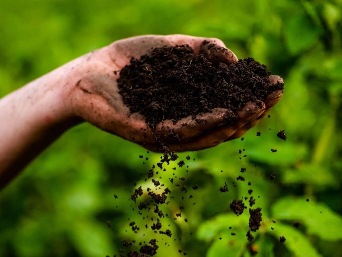 A gardener holding a handful of compost
