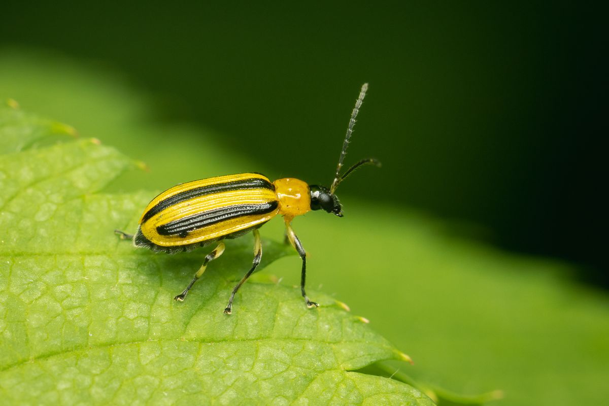 Yellow and black striped cucumber beetle on a plant leaf