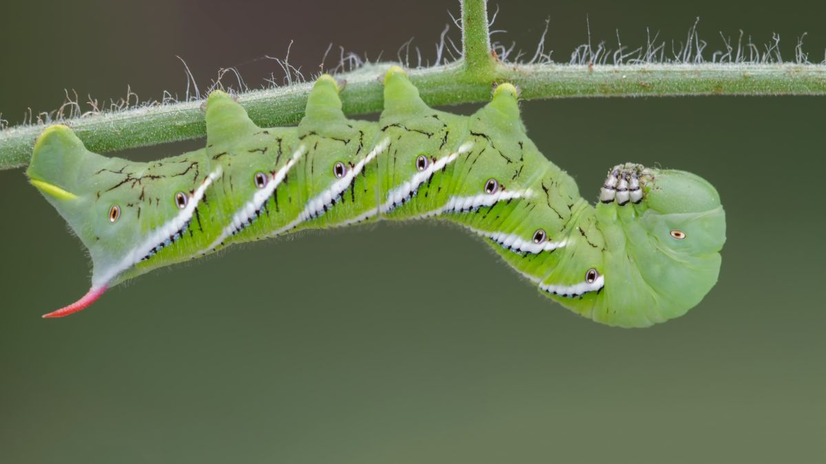 A large tomato hornworm on a stripped tomato stem