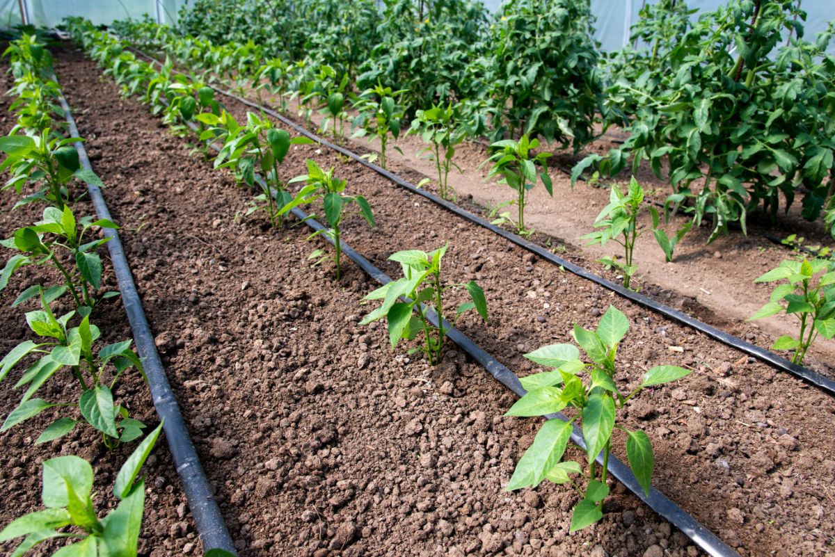 A dripline irrigation setup in a garden