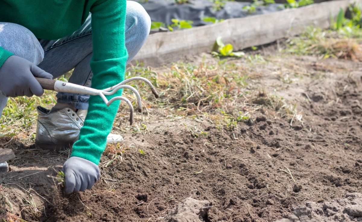 A woman weeding a garden bed with a handheld fork