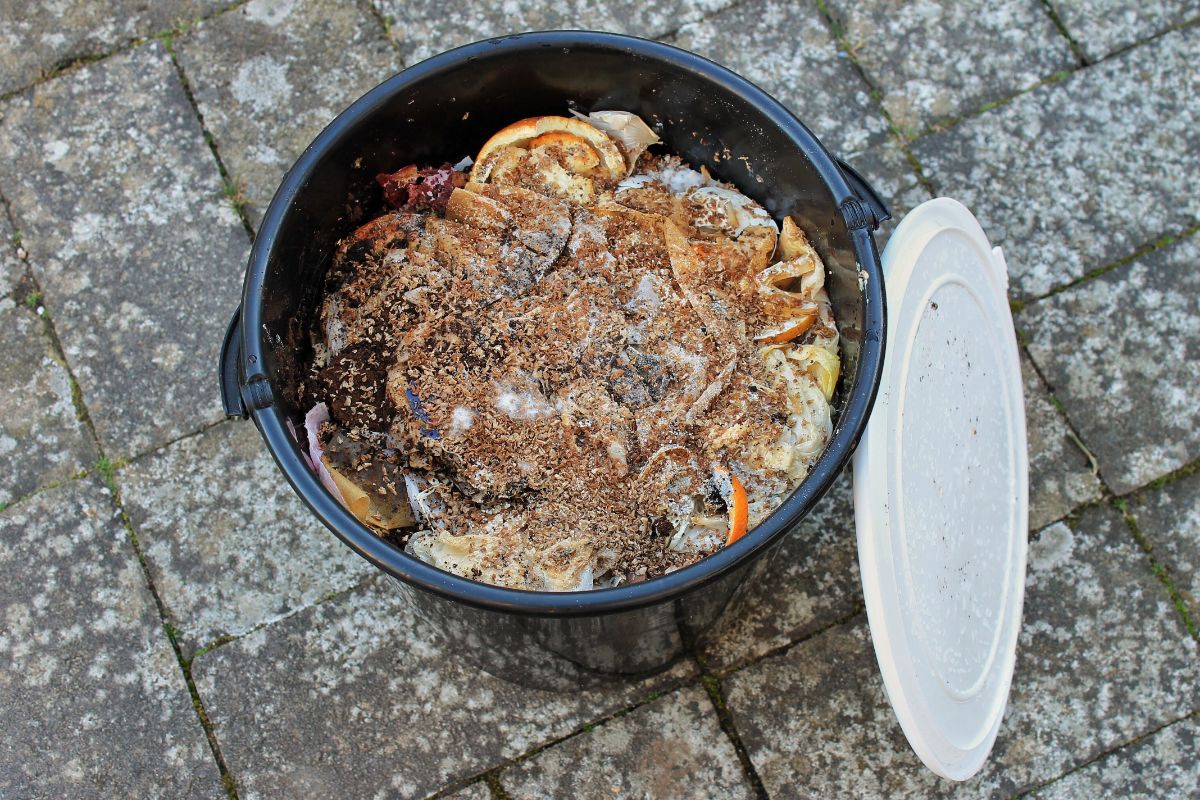 Watery-looking pre-compost in a Bokashi bin