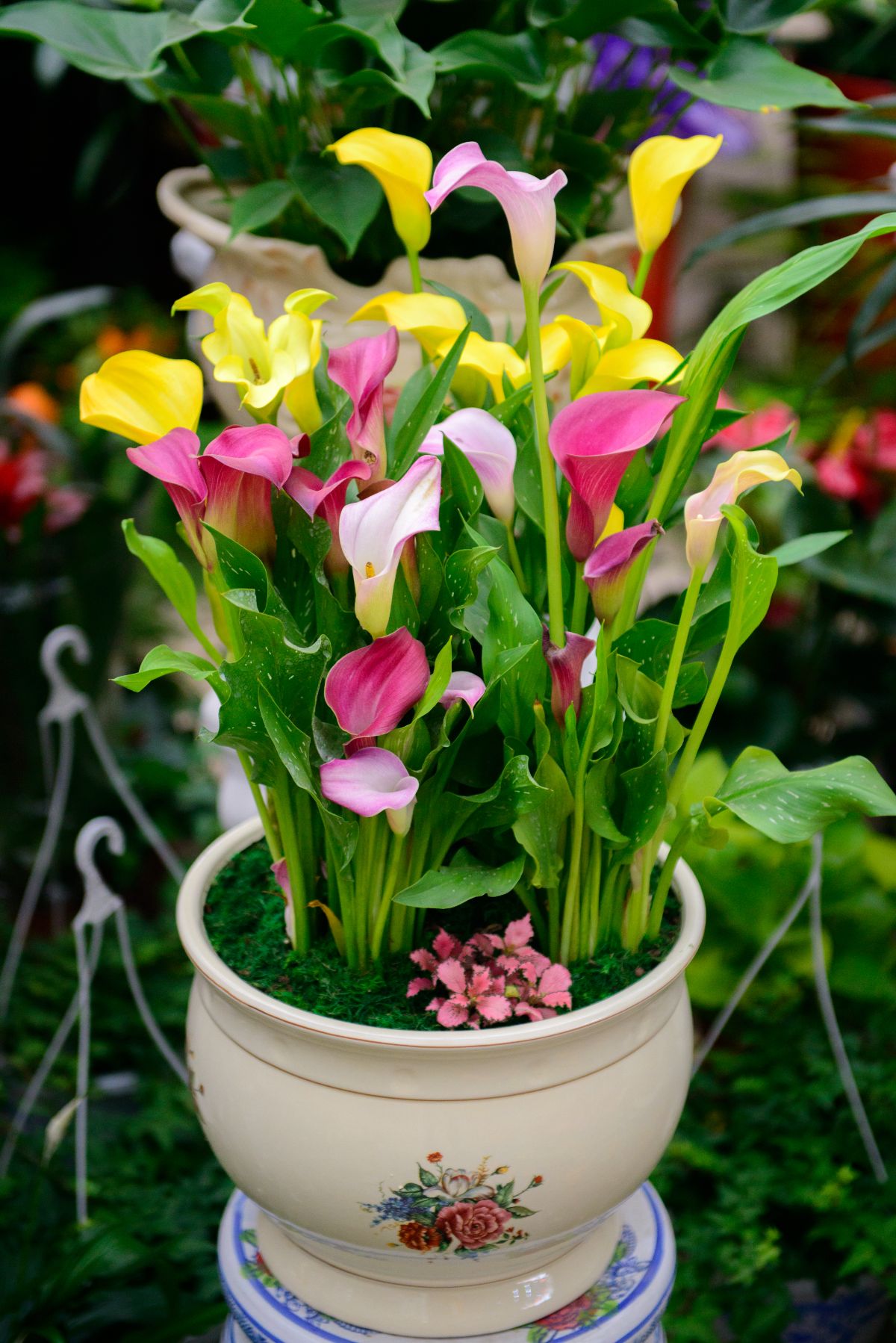 A planter of potted yellow and pink calla lilies