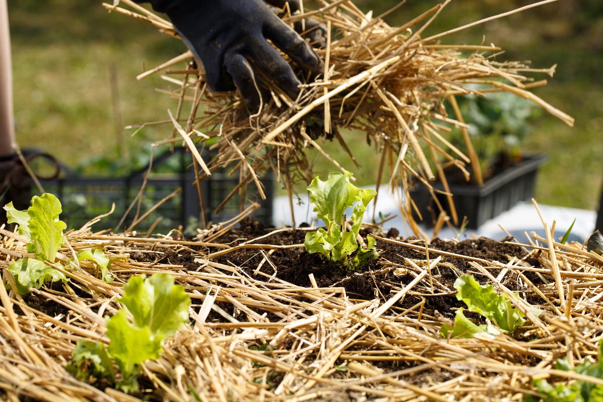 Mulch on bare garden soil to reduce weed sprouting