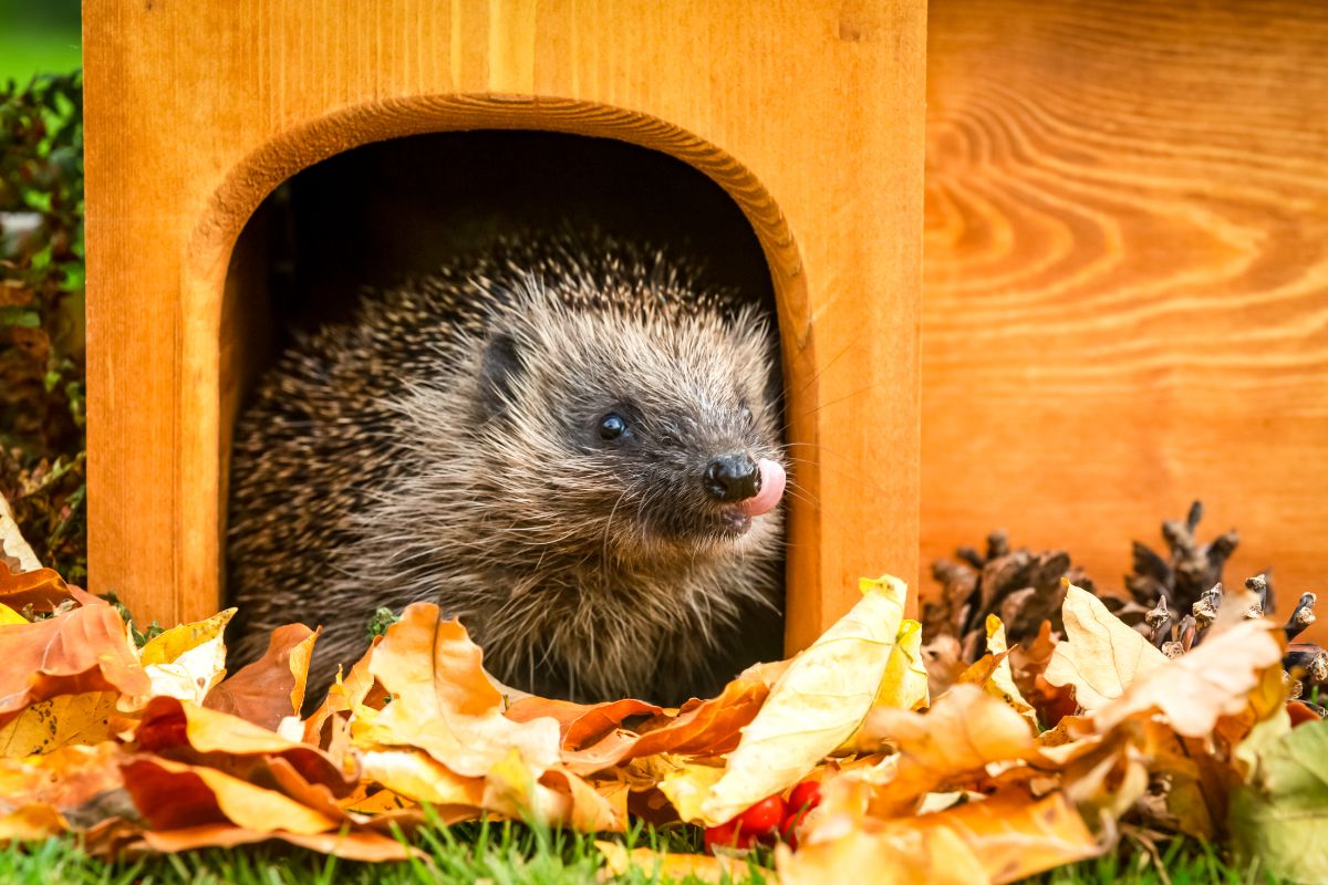 A hedgehog snacking in the doorway of a feeding station