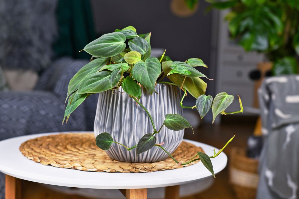 Potted philodendron on a side table