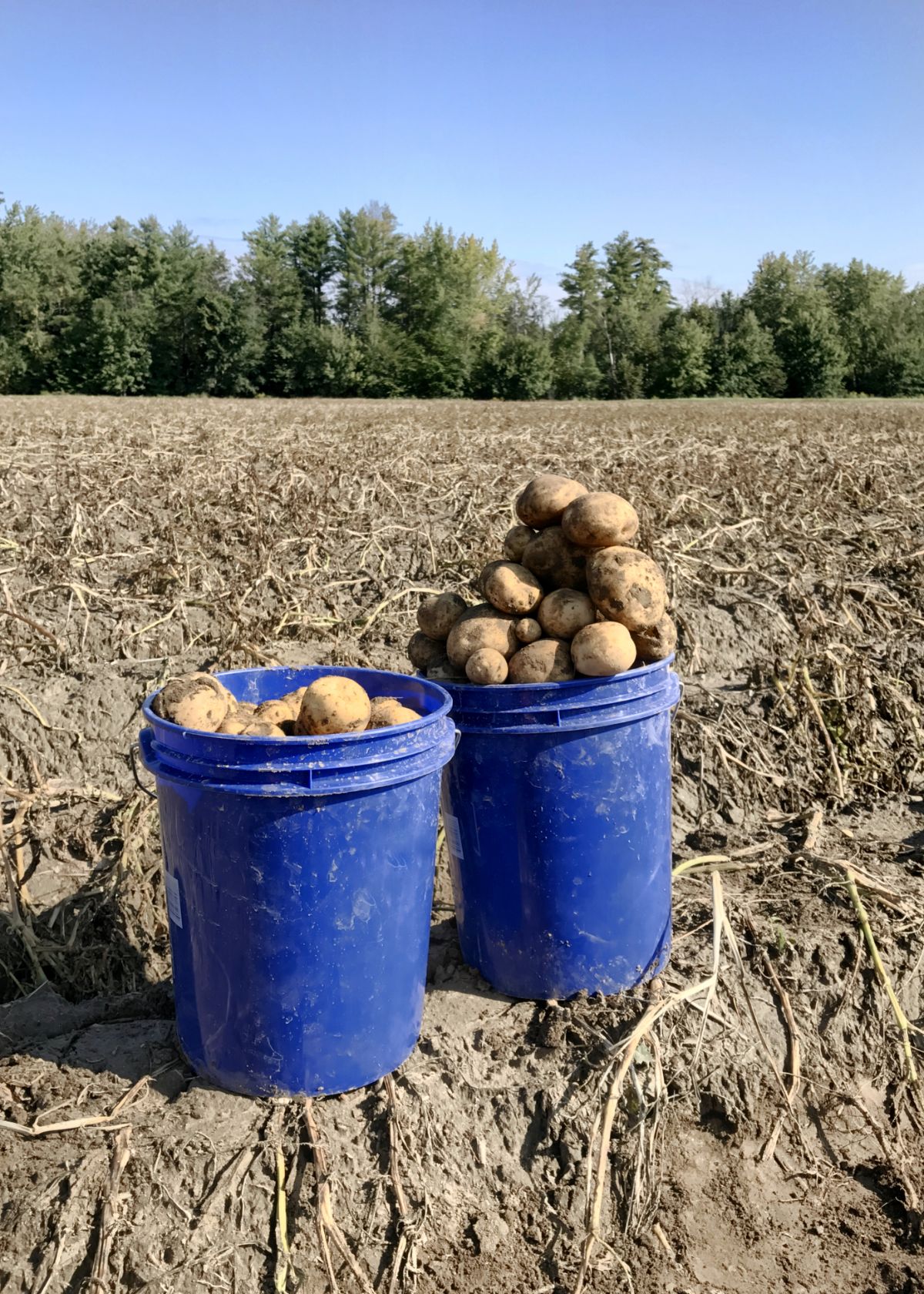 Potatoes picked and piled into five-gallon buckets