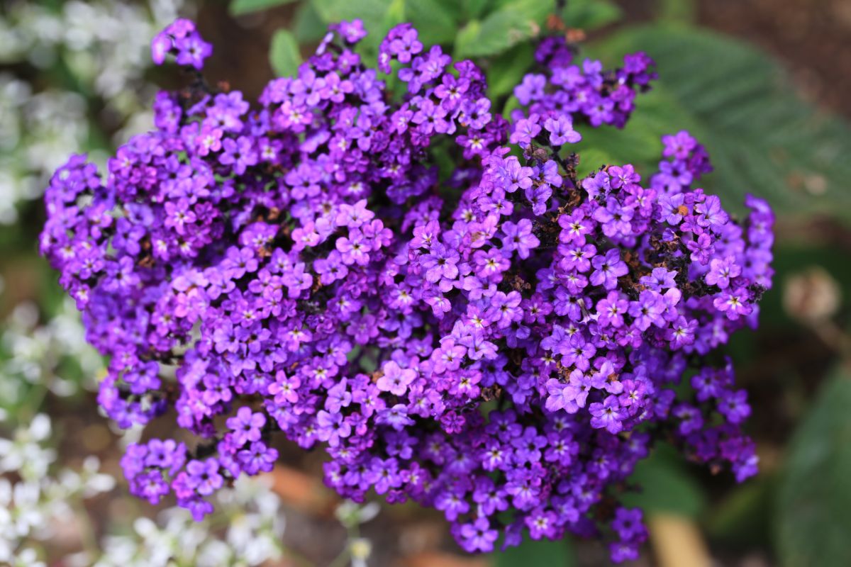 A mass of tiny purple heliotrope flowers