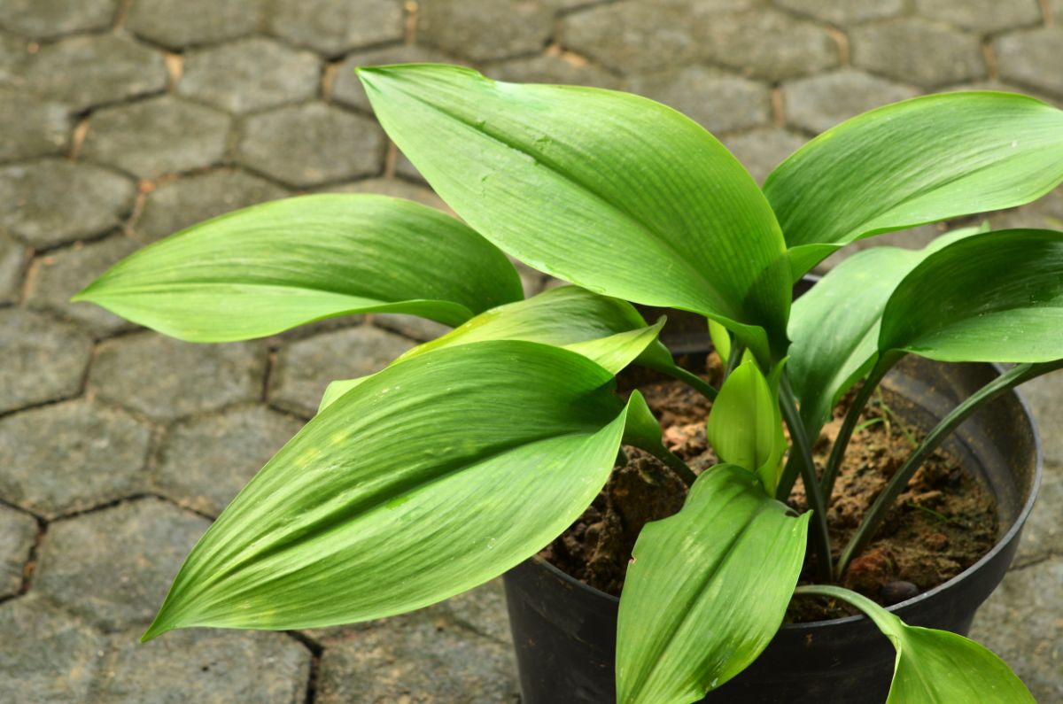 Potted large-leafed green cast iron plant