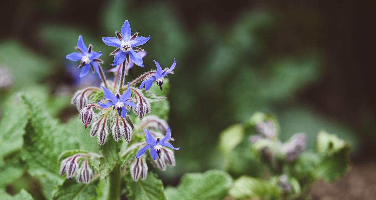 Blue flowering borage used as a tomato companion plant