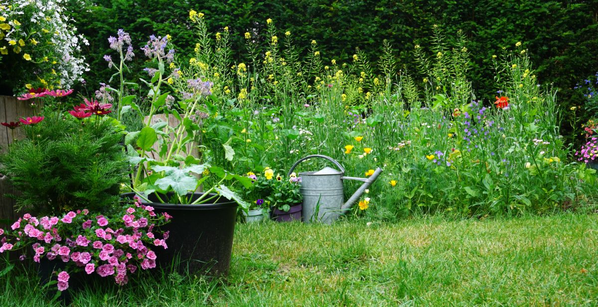 A slightly wild-grown wildflower garden space