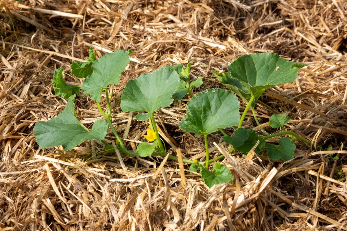 Cucumber plants growing in straw mulch