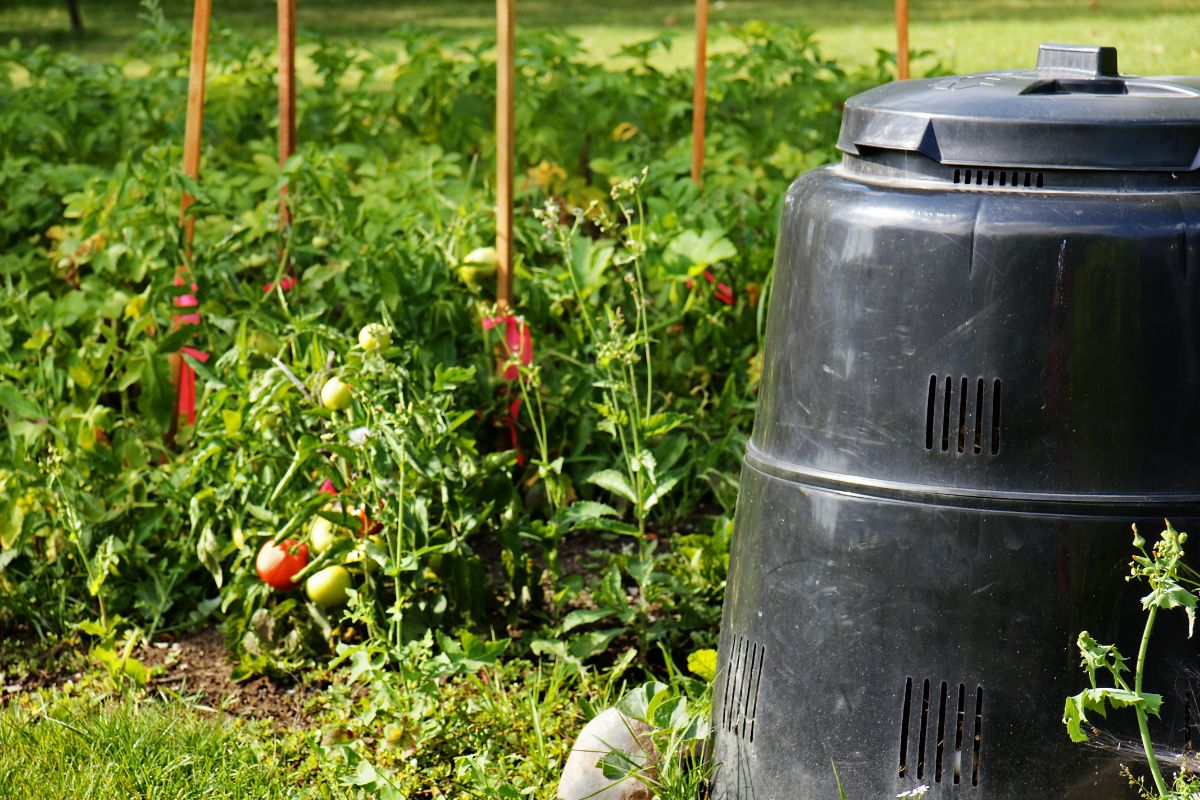 A compost container system set next to a tomato garden