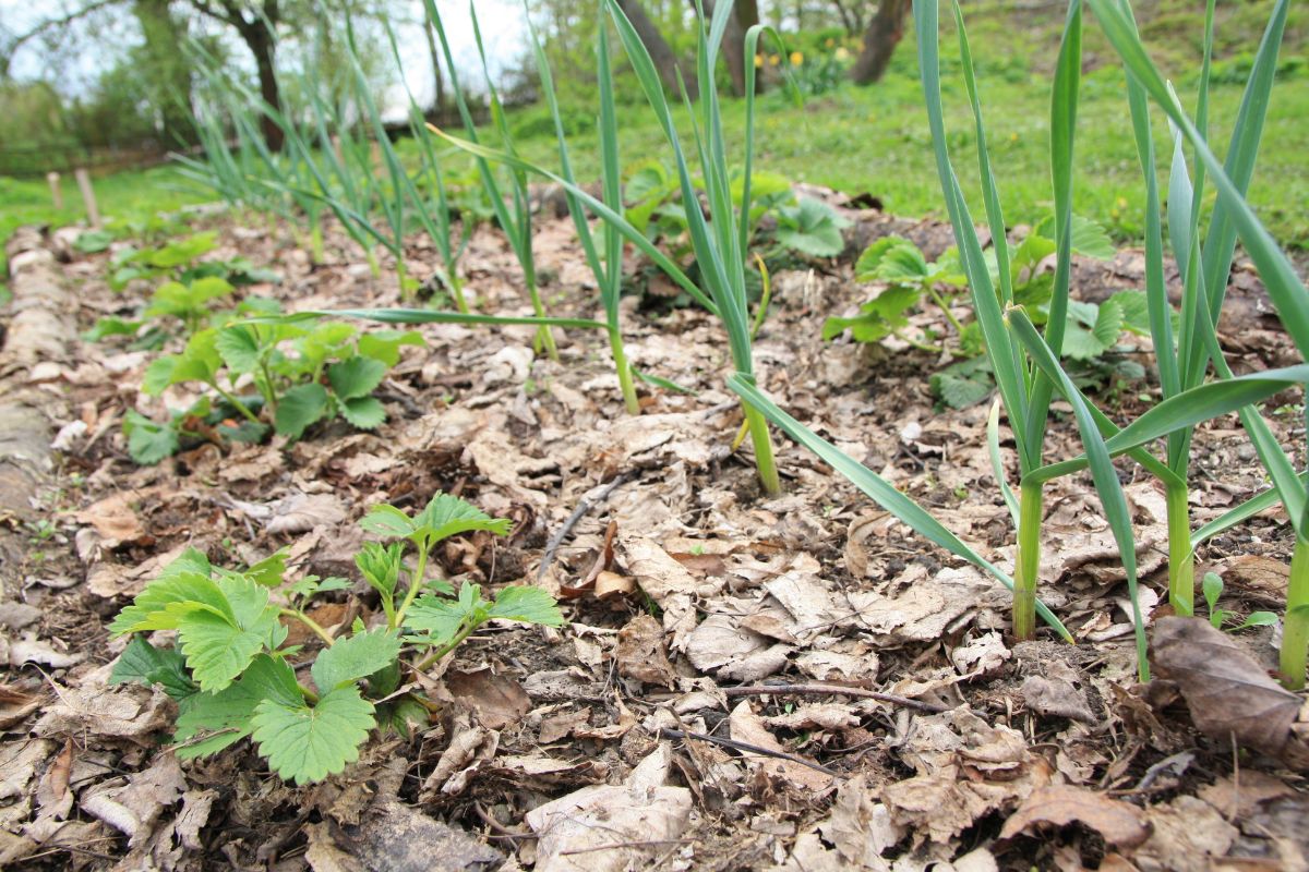 A vegetable garden mulched with old fall leaves