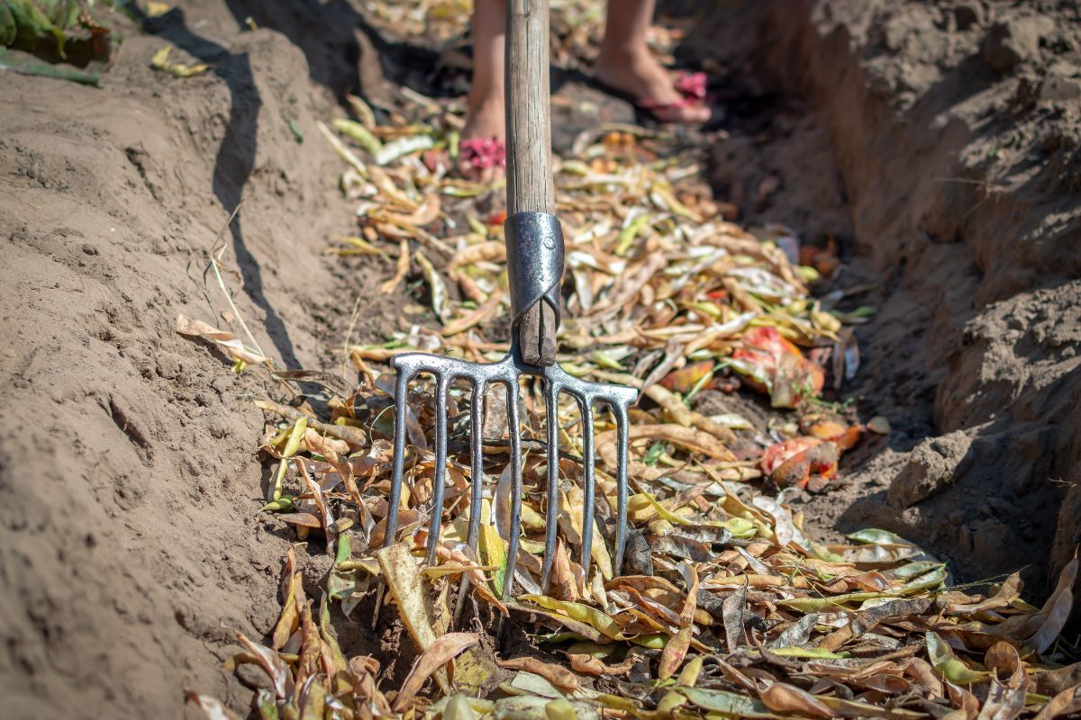 A gardeners working food scraps into a cold composting trench