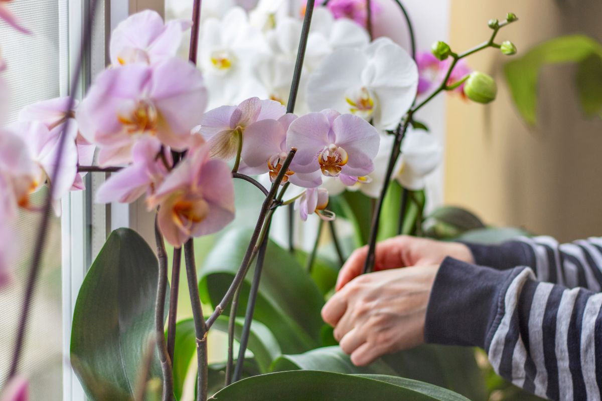 Person tying supports on a potted orchid