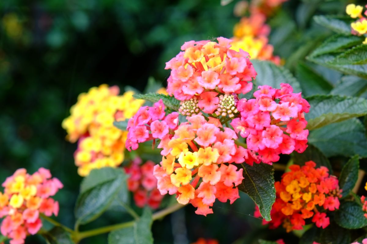 Pink, yellow, and orange blooms all mixed don the same lantana plant
