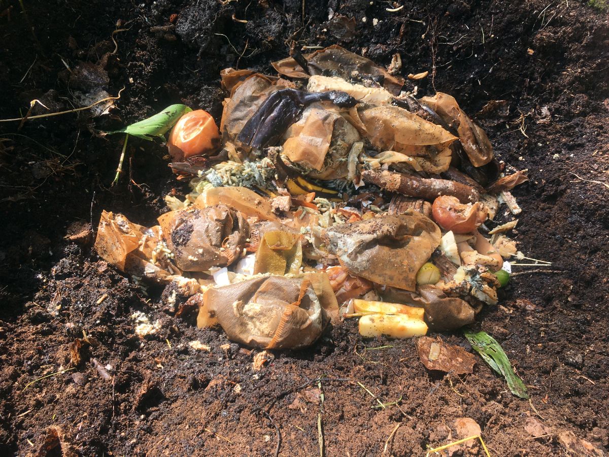 Bokashi pre-compost laid into a trench for trench composting