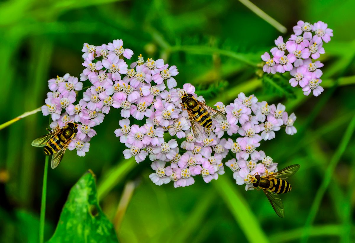 Wasps on a flowering plant