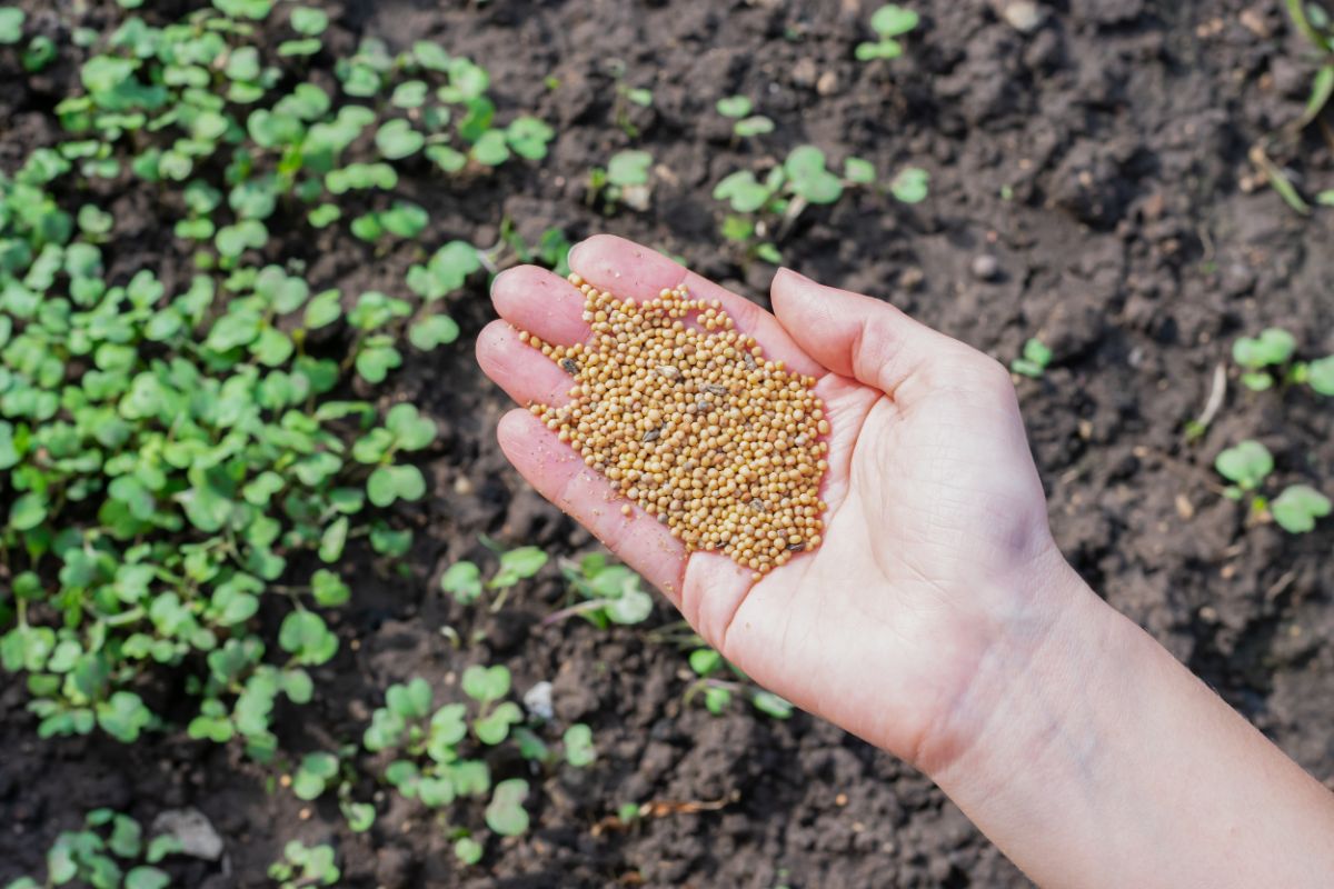 A gardener planting cover crop seeds