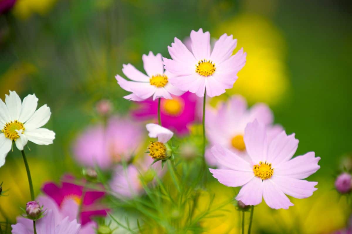Closeup picture of cosmos flowers