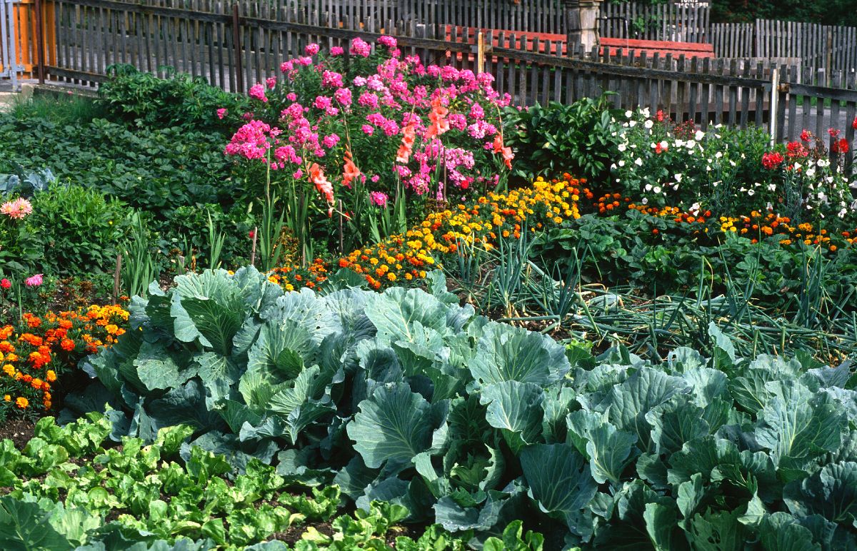 A well-organized garden suppressing weeds