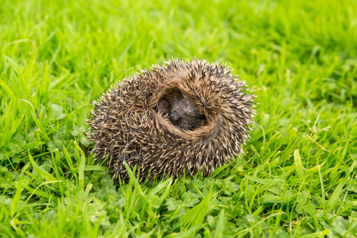 A hedgehog tightly curled into itself in a defensive position
