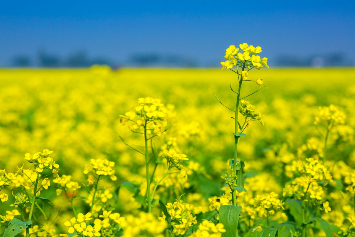 Flowering mustard plants used as a trap crop for slugs and snails