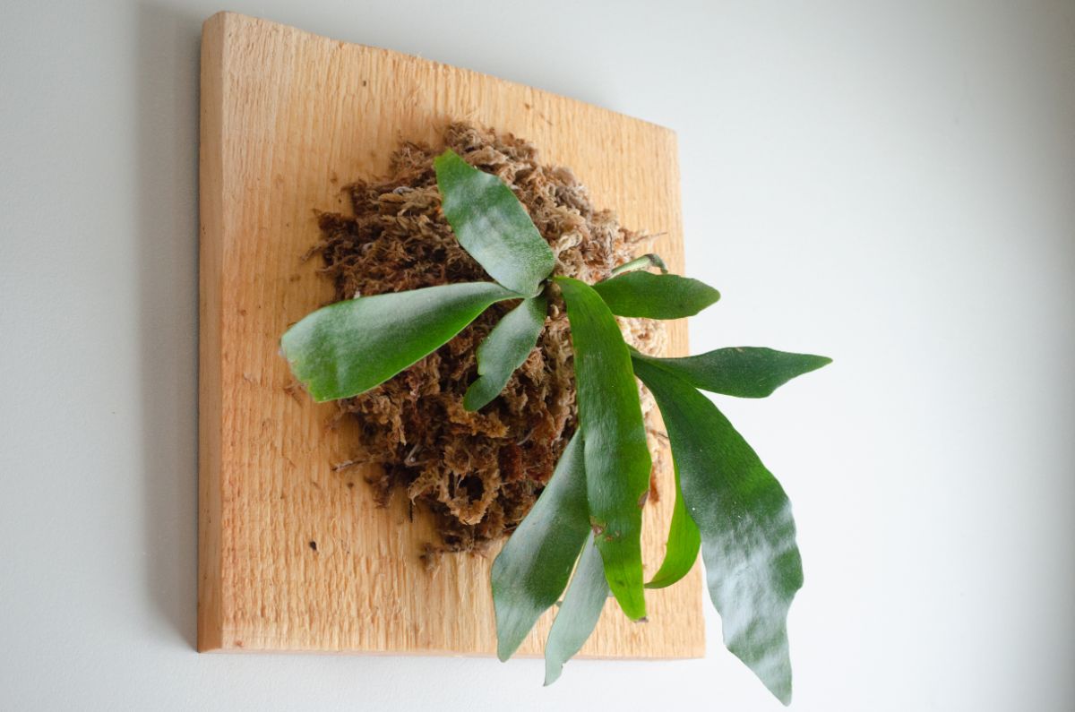 Staghorn fern planted to look like a mounted antler