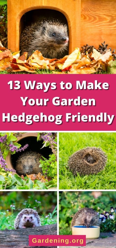 13 Ways to Make Your Garden Hedgehog Friendly pinterest image.