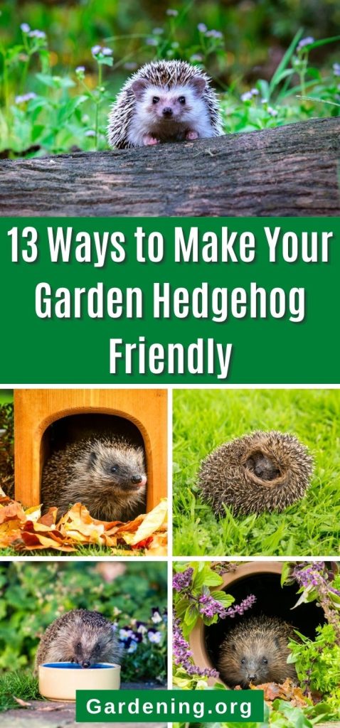 13 Ways to Make Your Garden Hedgehog Friendly pinterest image.