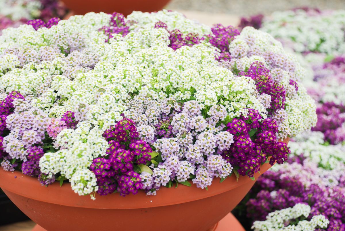 A potted carpet of spilling sweet alyssum