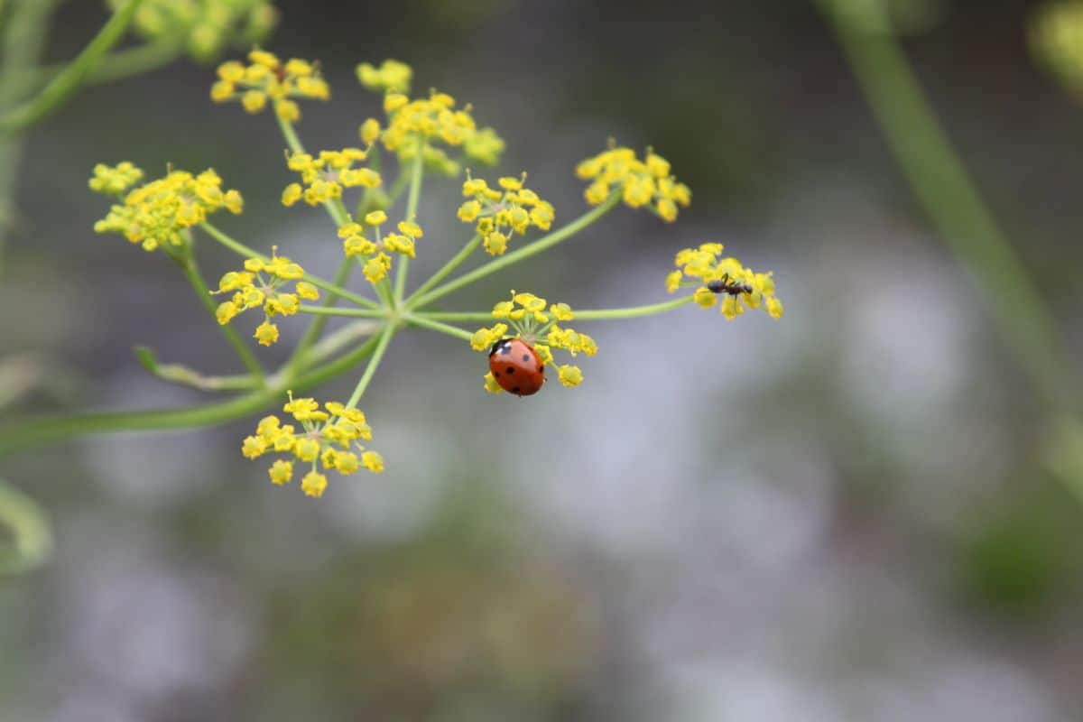A ladybug on a dill flower