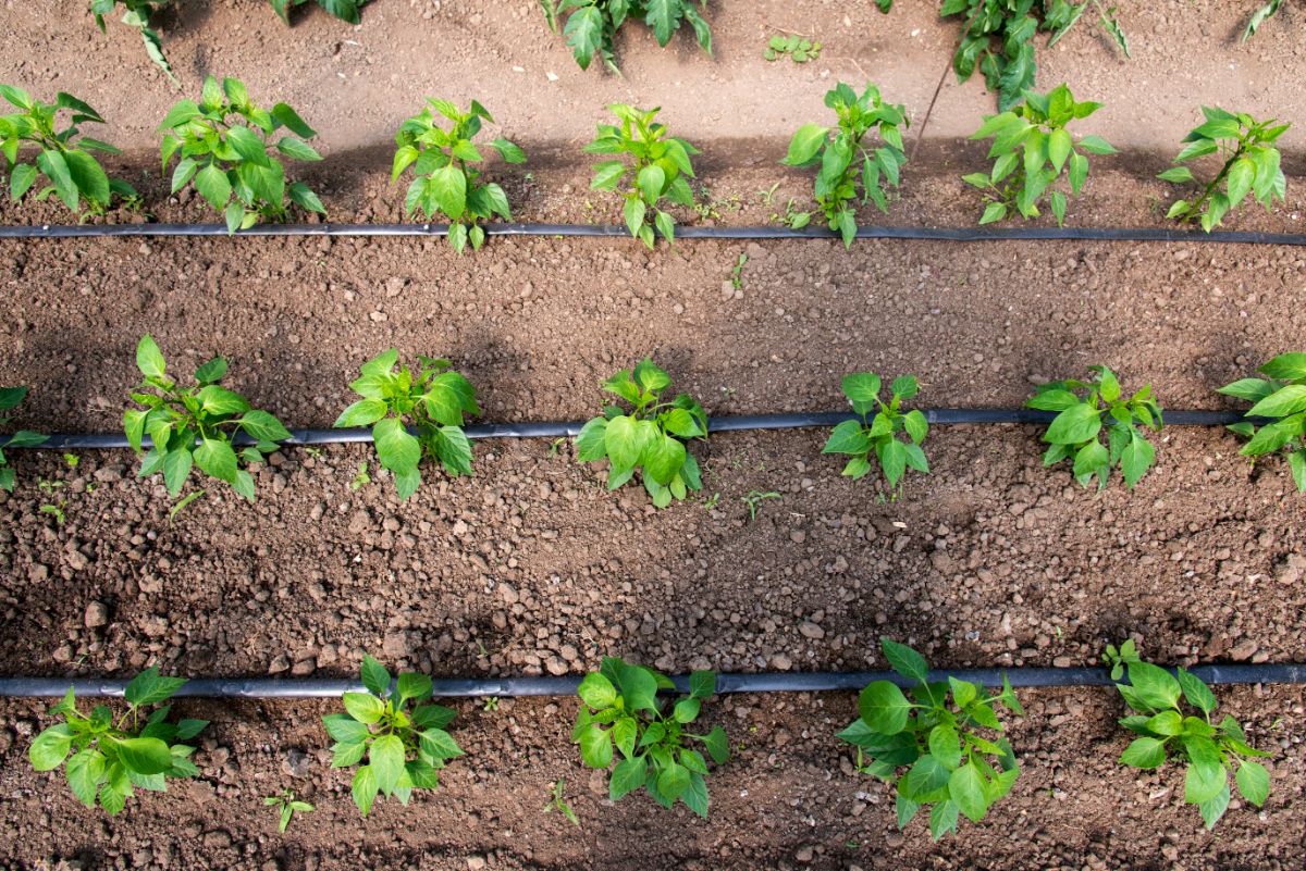 Drip irrigation installed along a row of pepper plants