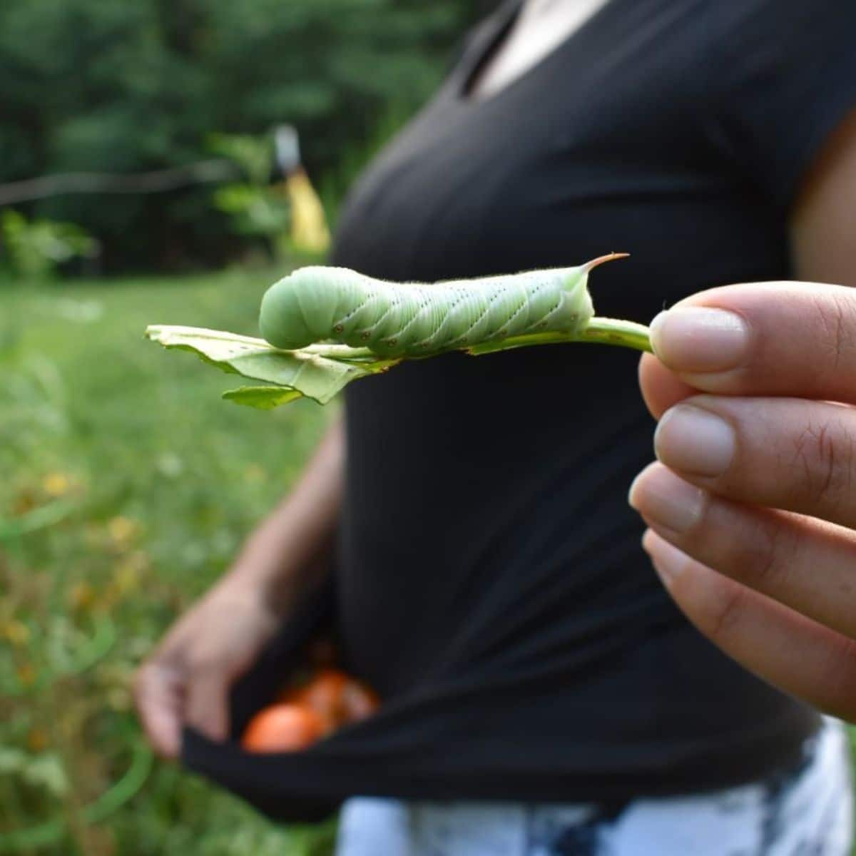 Woman gardener holding a hornworm on a tomato leaf.