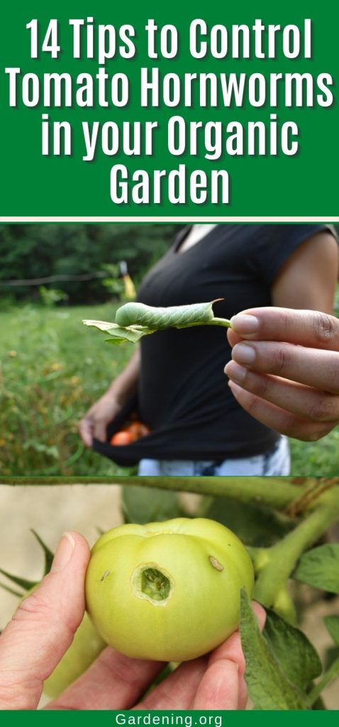 14 Tips to Control Tomato Hornworms in your Organic Garden pinterest image.