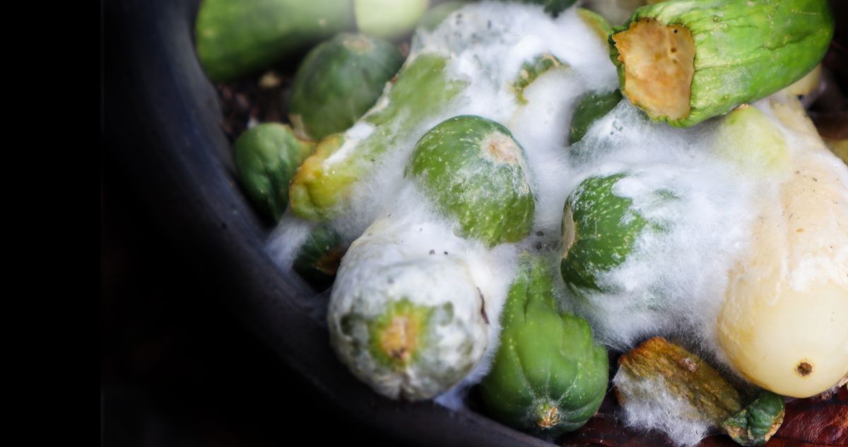 Molding vegetables in a Bokashi compost system