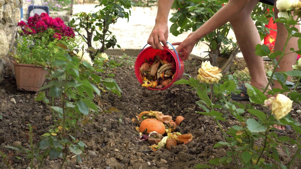 Bokashi pre-compost spread in a compost trench