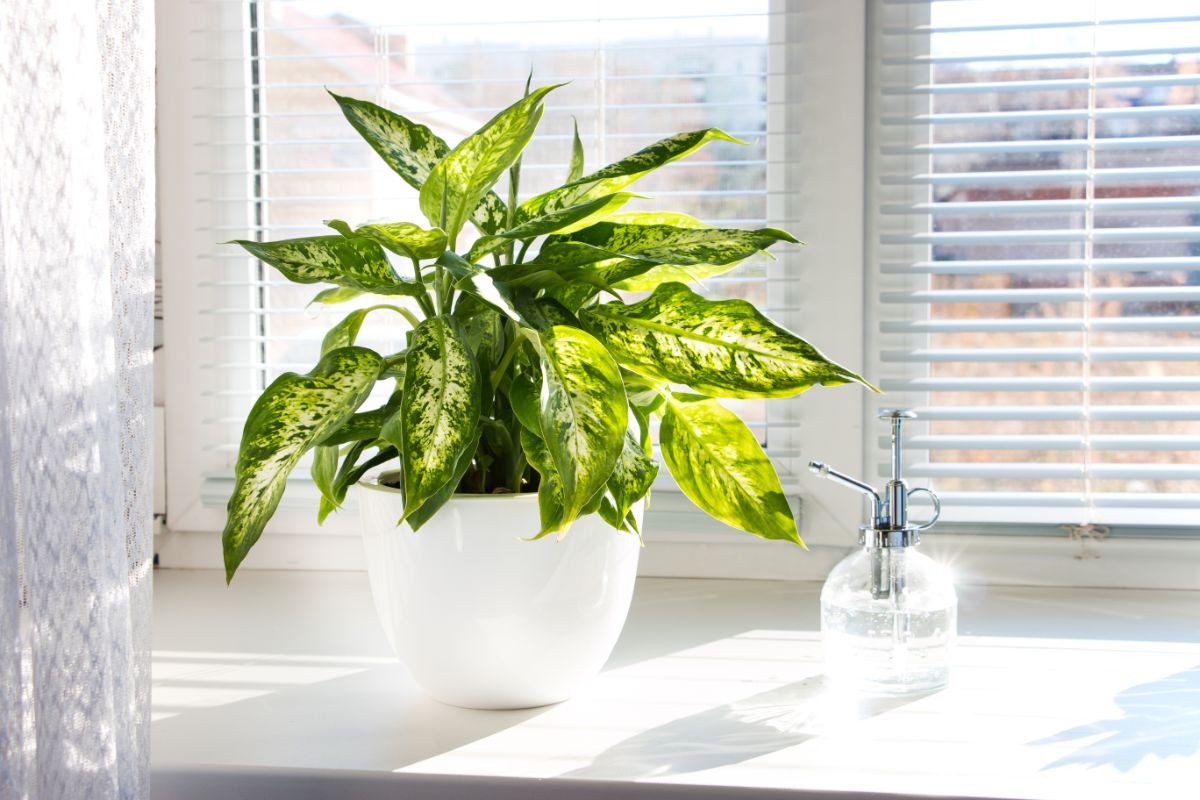 potted dieffenbachia on a bathroom counter
