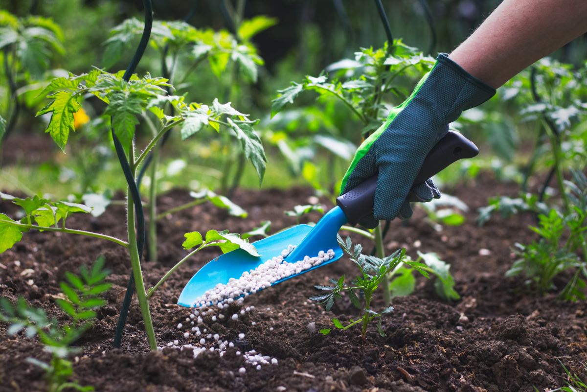 Hand-fertilizing garden plants to deny fertilizer to weeds
