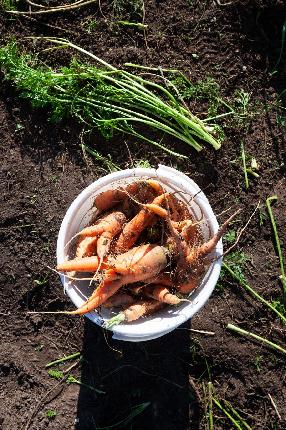 five gallon bucket being used for cold storing carrots