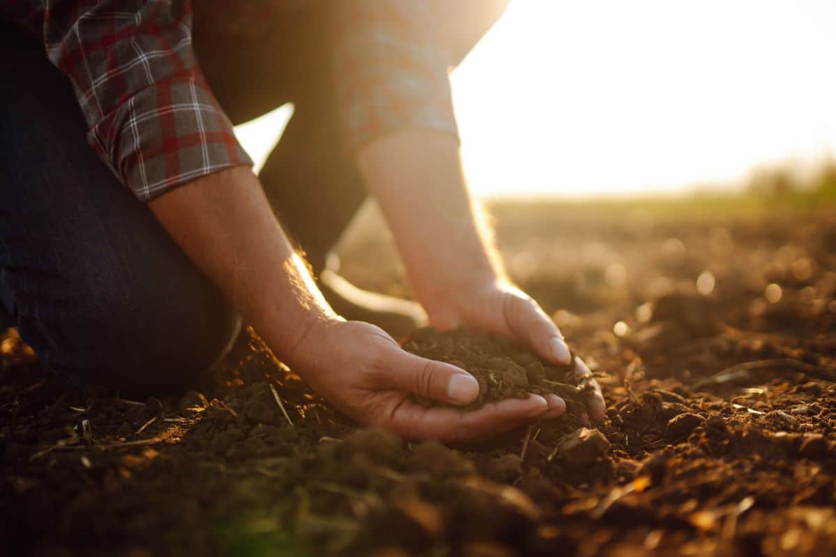 Man picking up composted soil to evaluate it