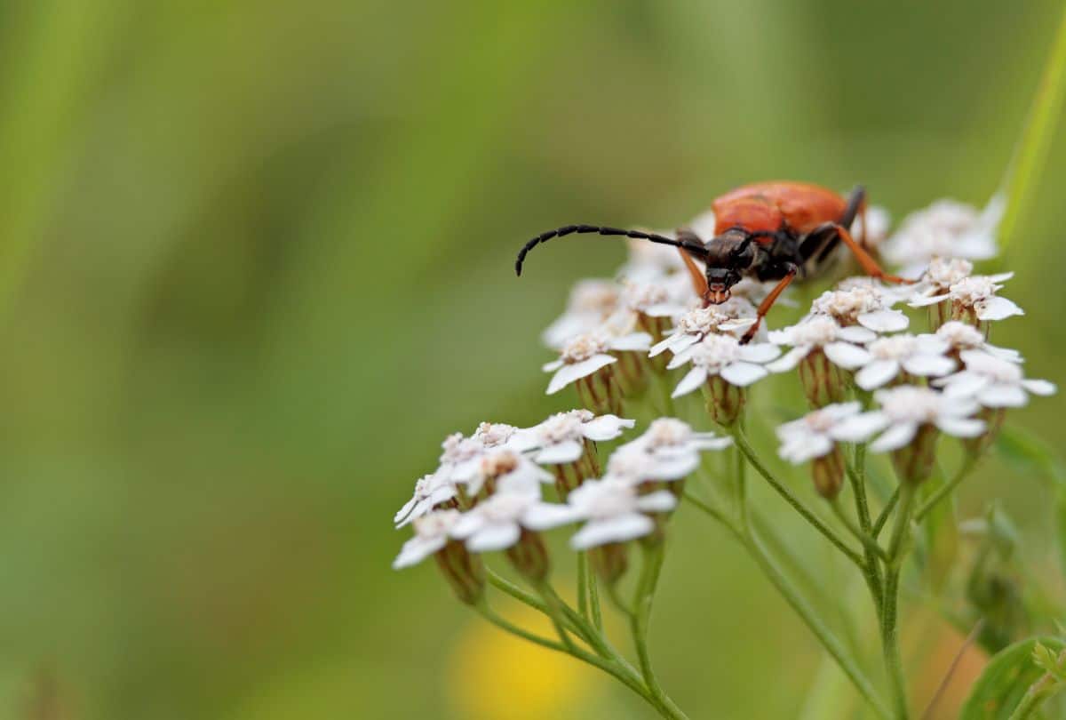 Insect feeding on top of a white flower