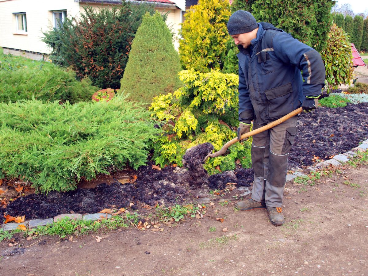 A gardener spreading mulch in an ornamental garden