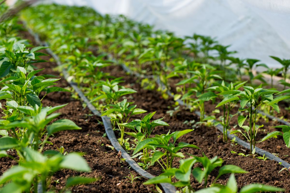 Drip tape laid out along rows of pepper plants