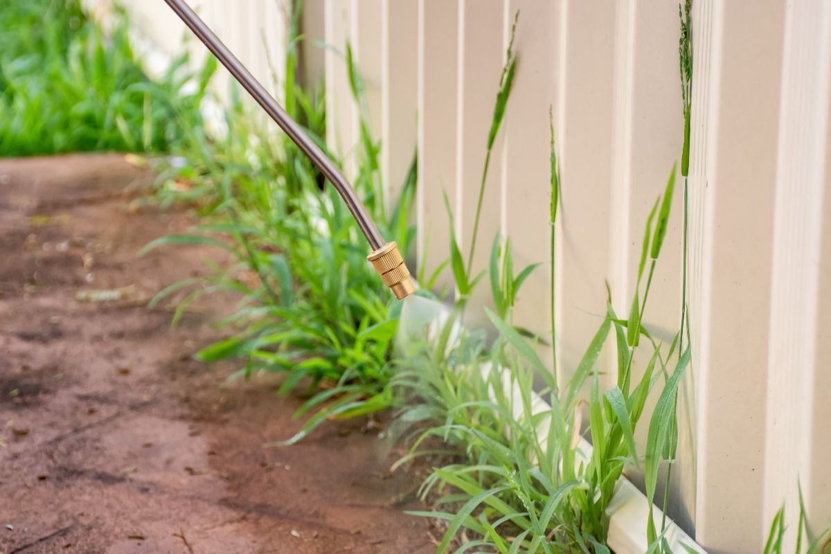 A sprayer with homemade vinegar weed killer