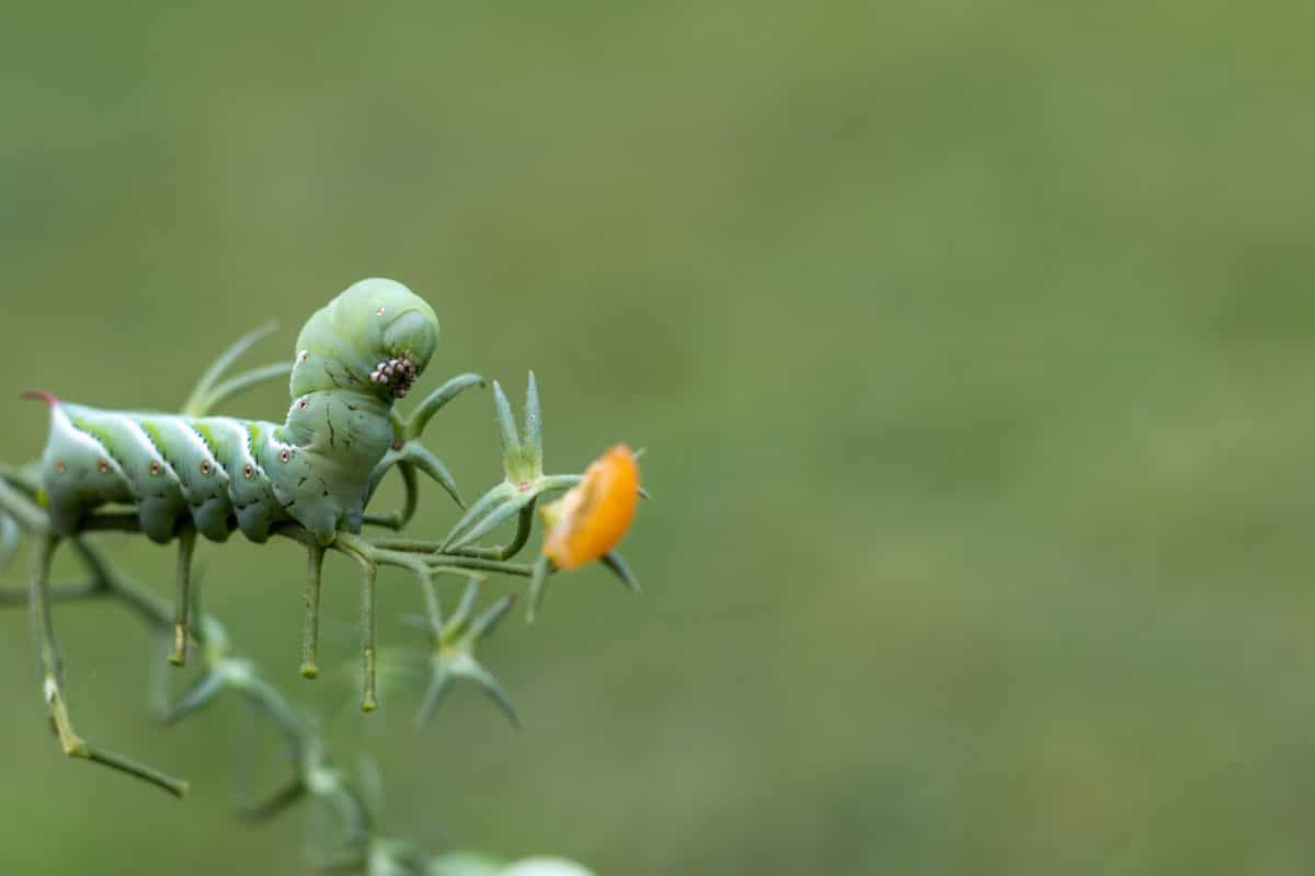 A tomato hornworm with its front end uplifted